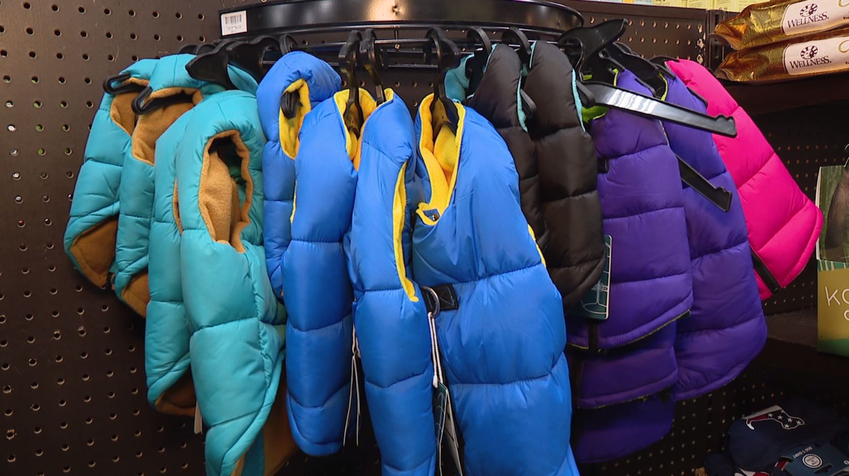 How to keep your dogs warm in the winter with Premiere Pet Supply