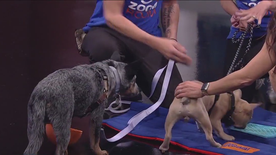 Learning how to train your dog