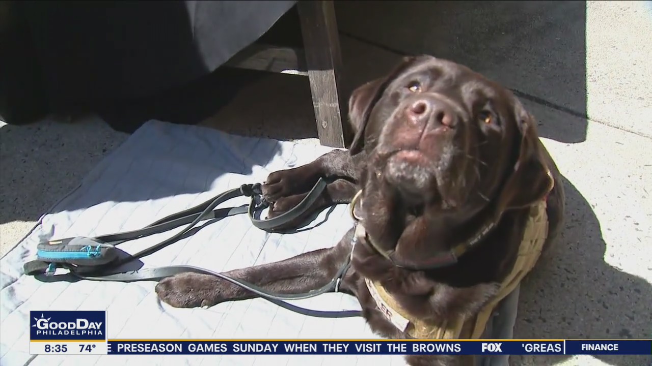 'Dining Out for Dogs' benefits Alpha Bravo Canine