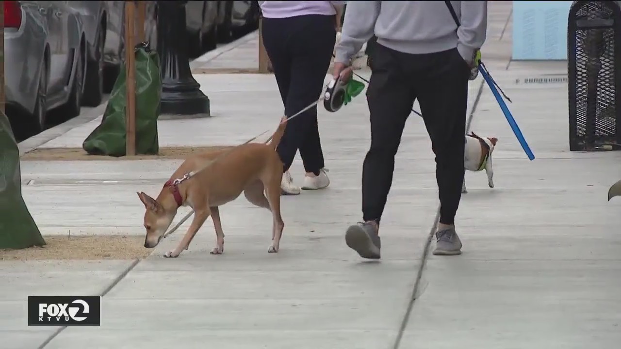 Meth posions 2 more San Jose dogs