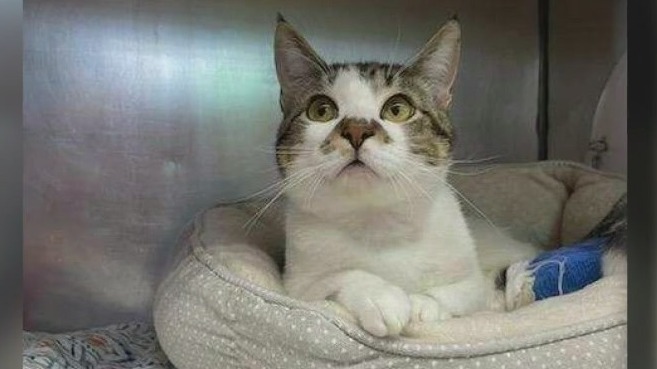 Pet of the Weekend: Chicken Parm at Austin Pets Alive!
