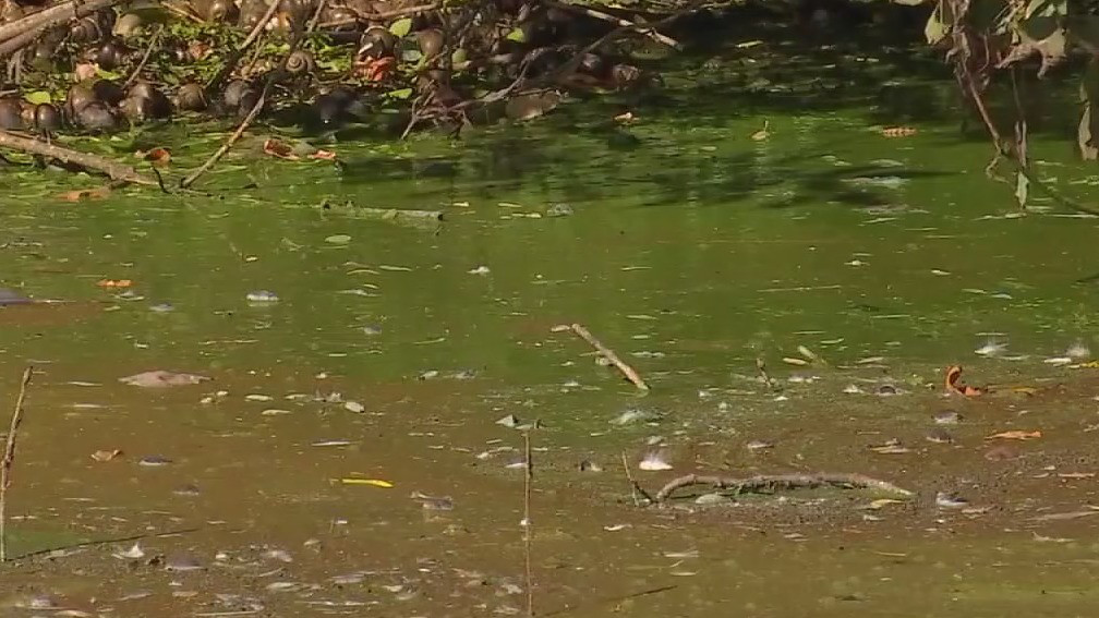 Blue-green algae blooms spark closures across Twin Cities metro