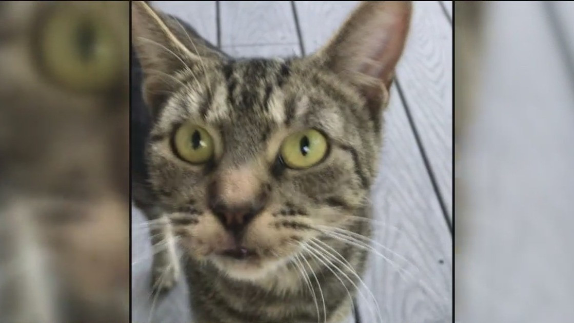 Airbnb guest takes 'Nubbins the cat' from Sonoma County rental