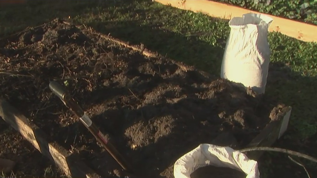 Planting winter crops in your Florida garden