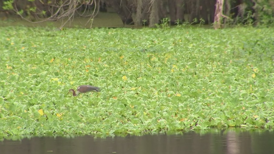 Take a tour of Lettuce Lake Park