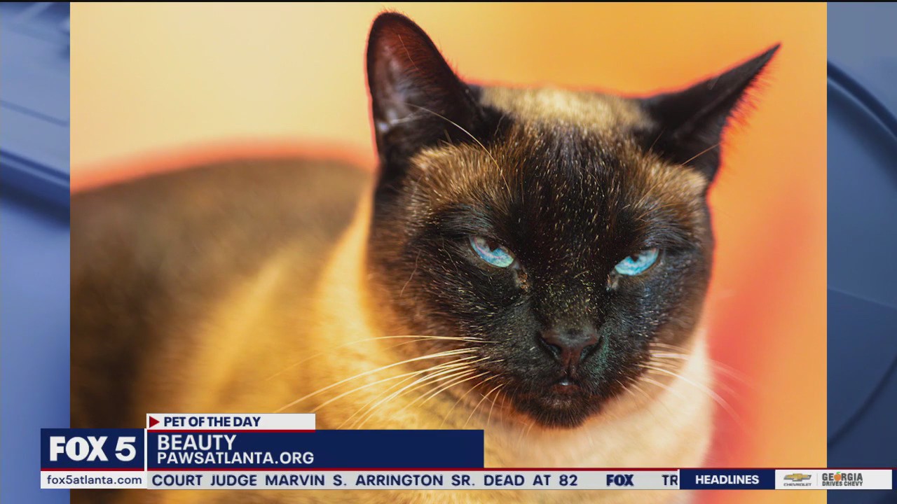 Pet of the Day from Paws Atlanta