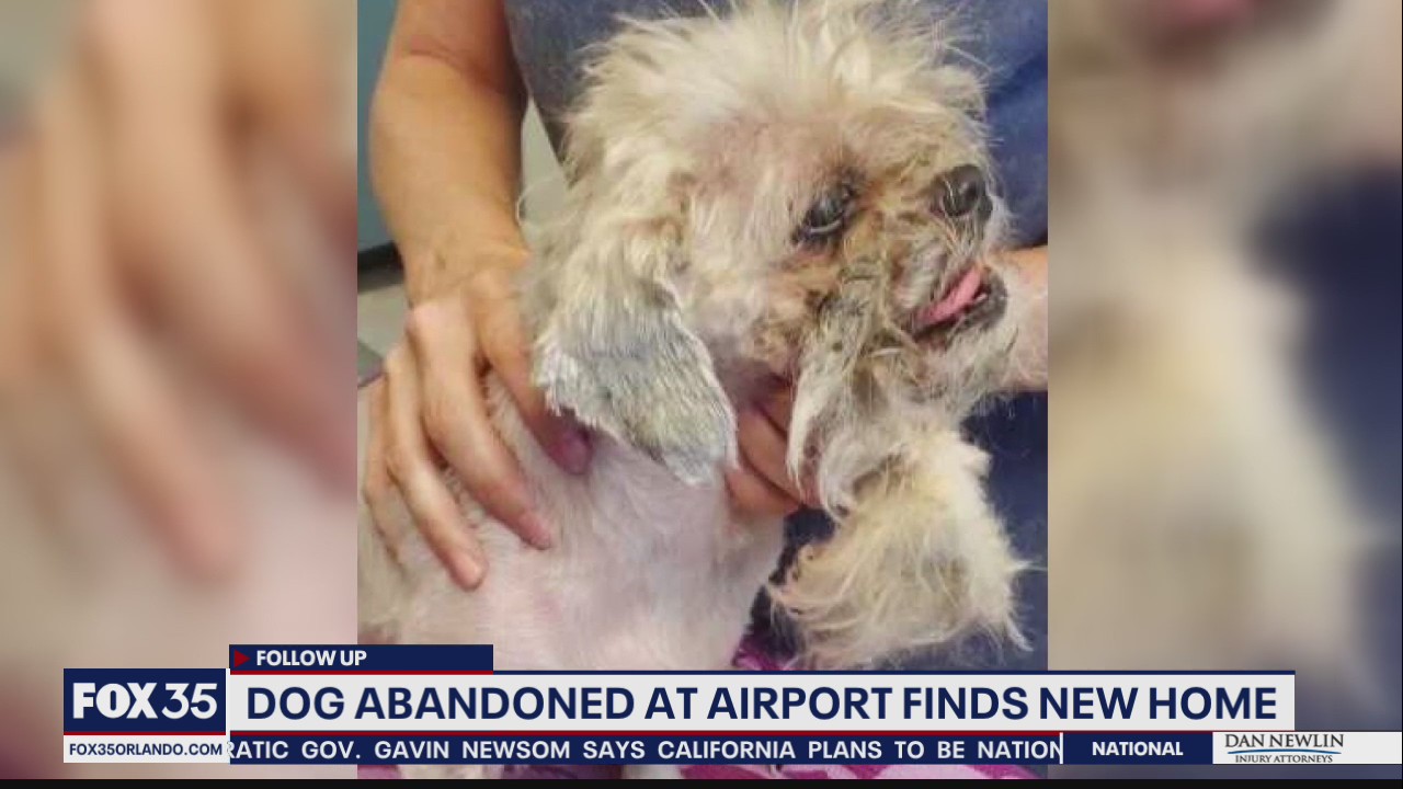 Dog abandoned at Florida airport finds new home