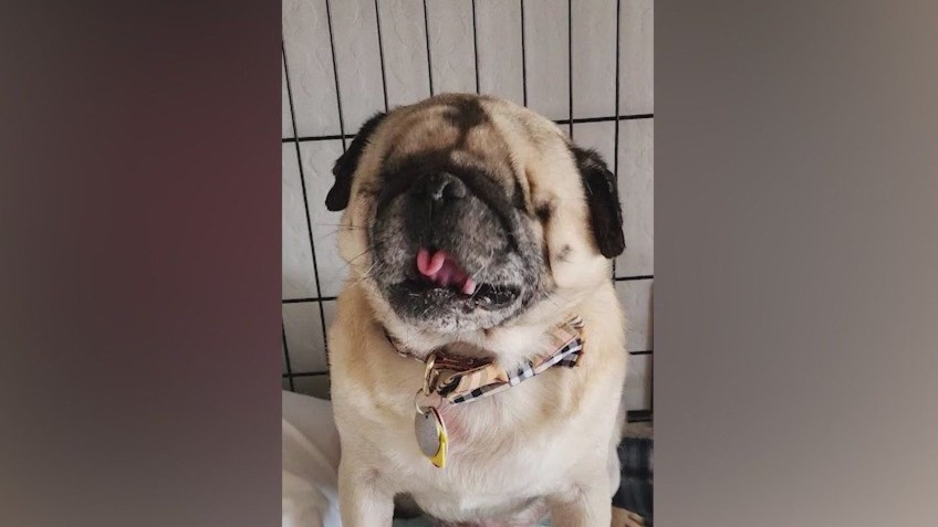 Charity funds Arizona dog's expensive surgery