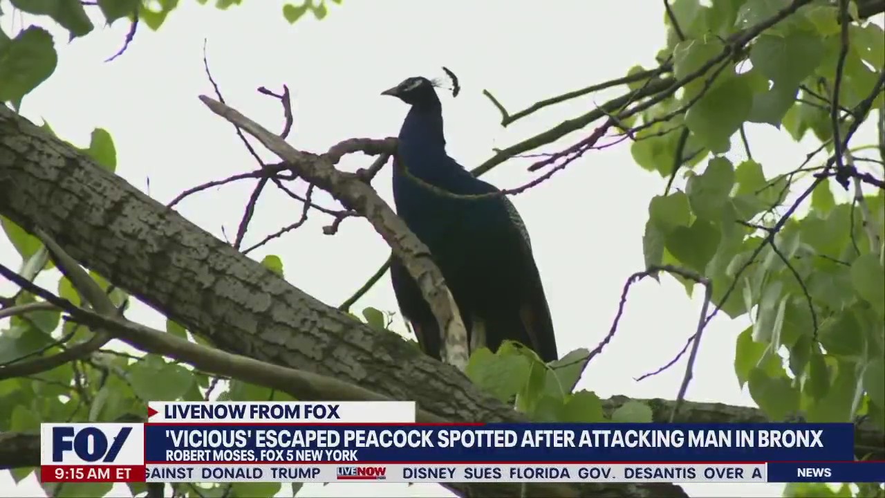 Peacock attack: 'Vicious' peacock sought after escaping zoo, biting man