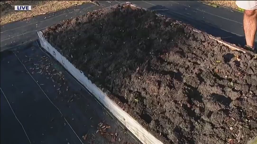 Cover cropping for your garden in summer heat