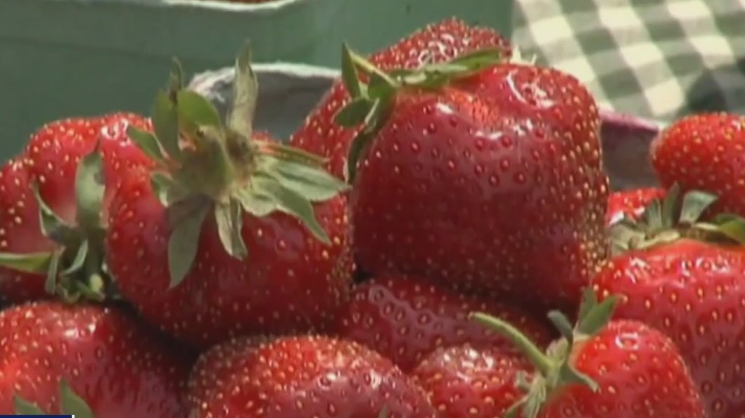 Hillsborough County strawberry farmers adapt to climate change