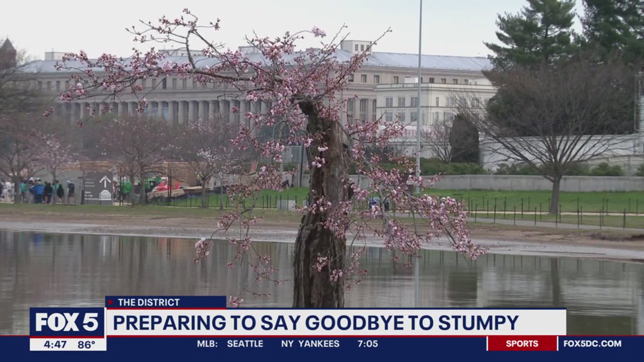 DC residents prepare to say goodbye to beloved cherry blossom tree 'Stumpy'