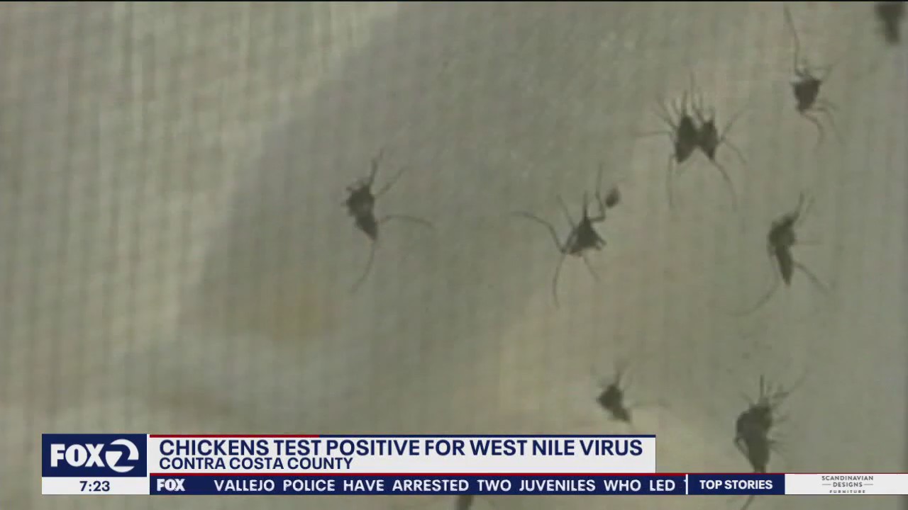 West Nile Virus spreads across multiple Bay Area counties