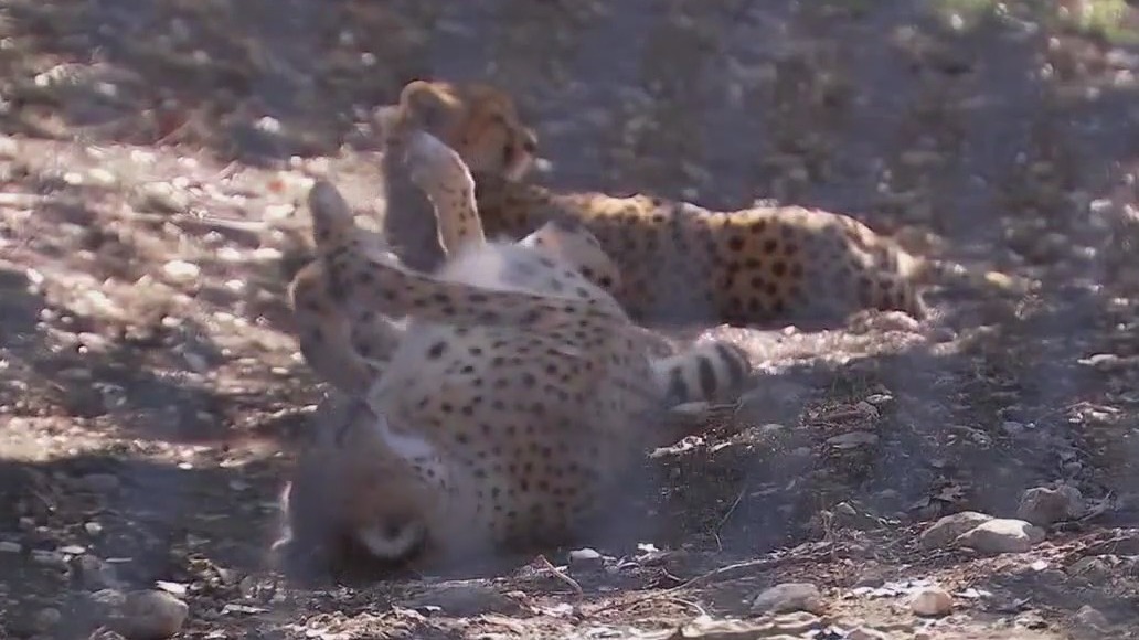 Two cheetahs find new home at Austin Zoo