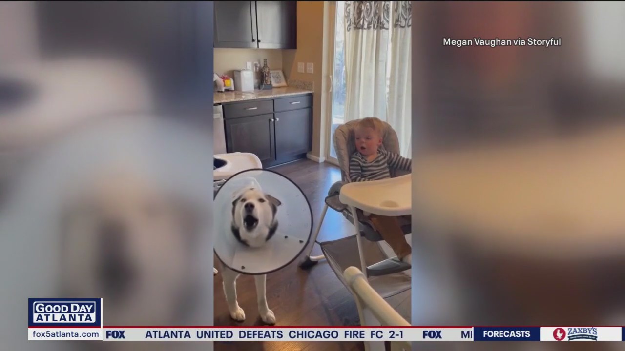 Husky and baby team up to complain about lack of snacks