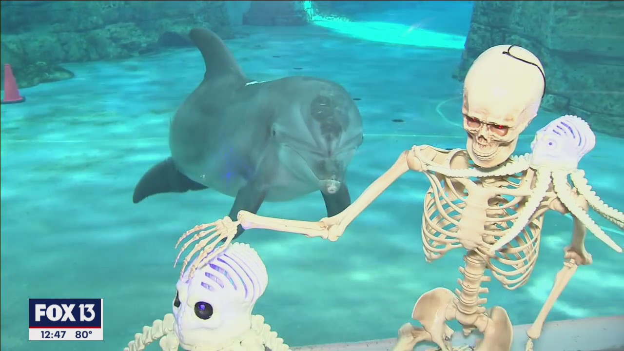 Clearwater Marine Aquarium's new exhibit showcases prehistoric and mythological creatures