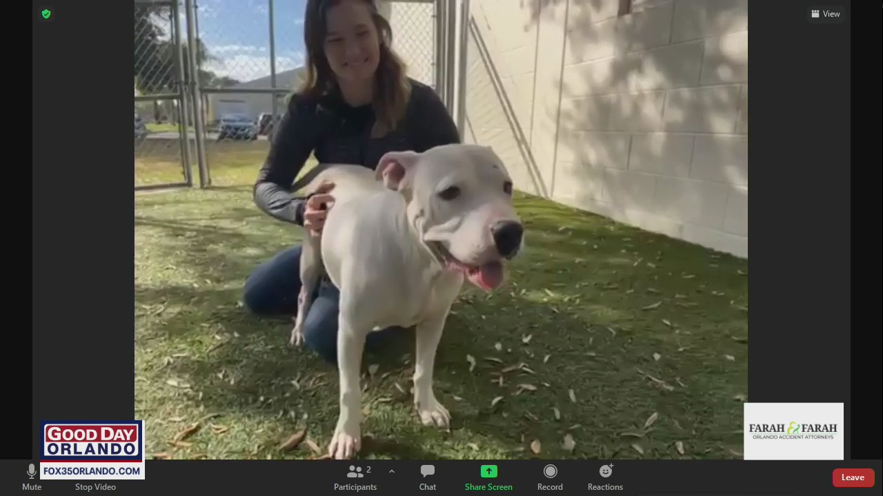 Adopt-A-Pet: Come meet Linda