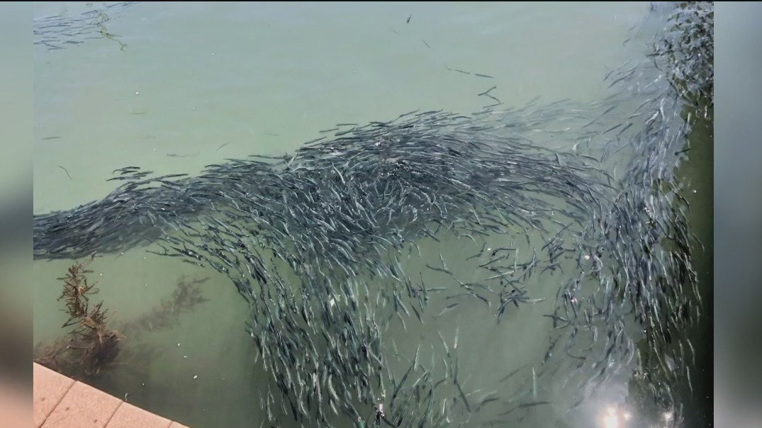 Anchovy alert: Swarms of anchovies take over Santa Cruz coastline