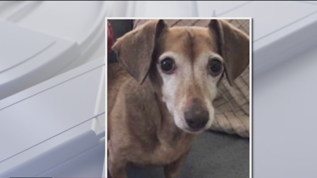 Dachshund stolen from Oakland park found; suspects still outstanding