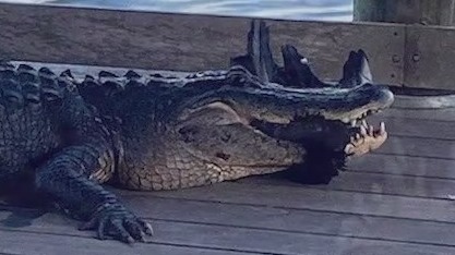 10-foot 'aggressive' gator forces Florida park to temporarily close