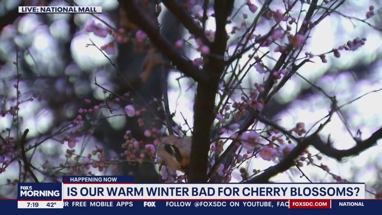 Cherry blossoms blooming already? No - but these trees on the National Mall are