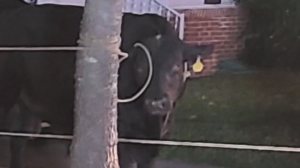 VIDEO: Bull loose in Denton leads to three-hour chase