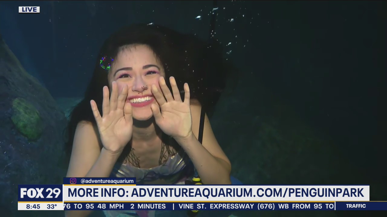 Mermaids return to the Adventure Aquarium
