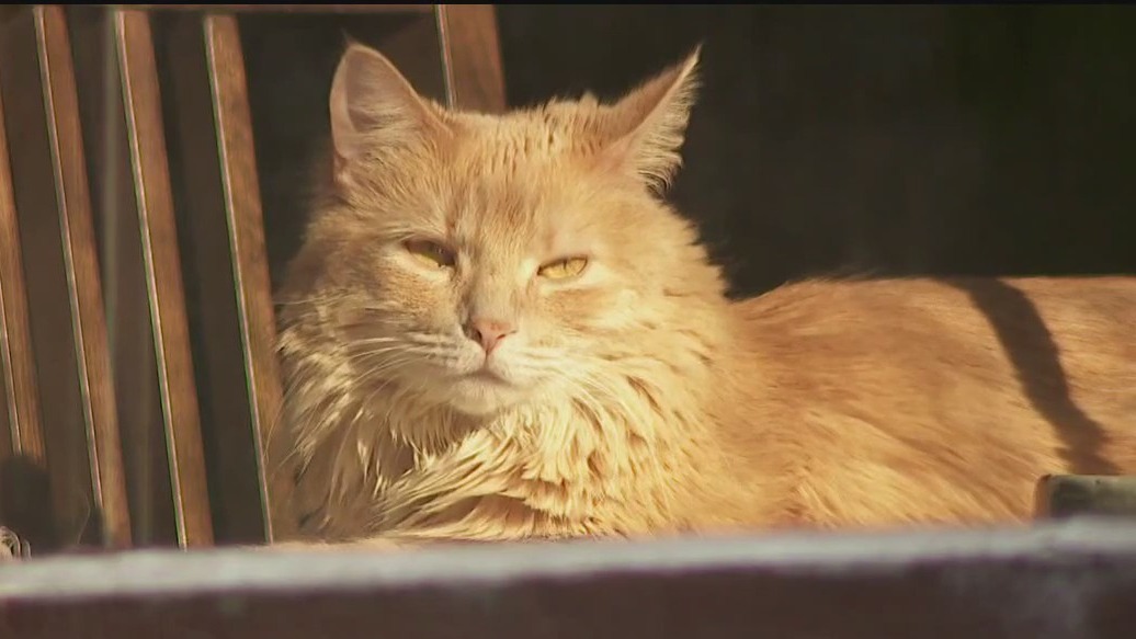 Cat lovers take part in Wedge LIVE! cat tour