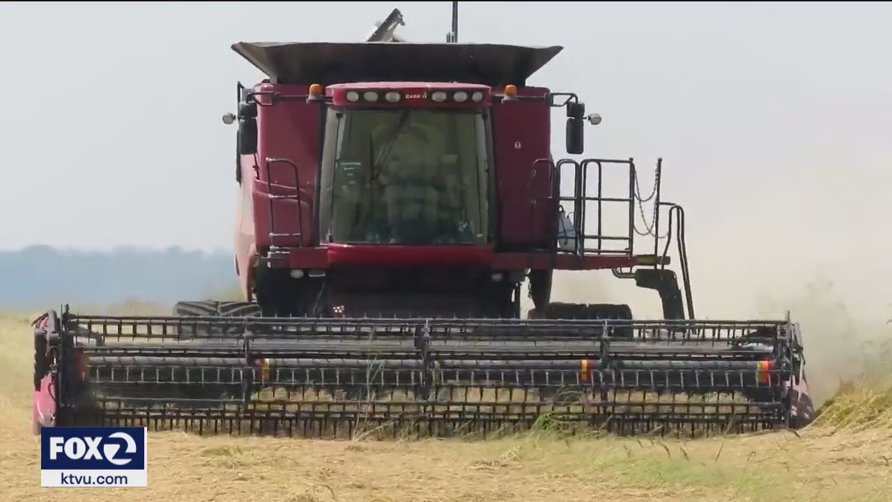 Serious drought damage to $5 billion California rice industry