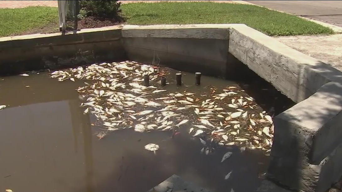 Wildlife experts say they're still seeing impacts of red tide