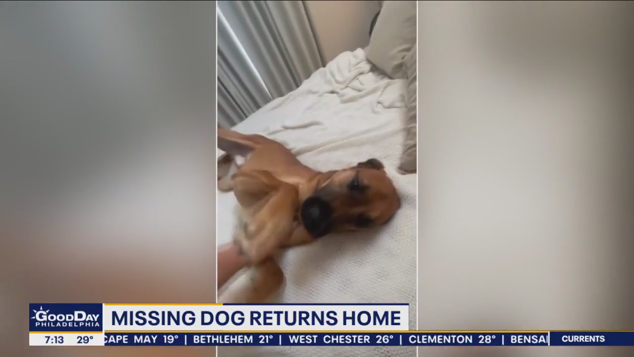 Dog stolen from car in Philadelphia Wawa parking lot finally found after 18 days