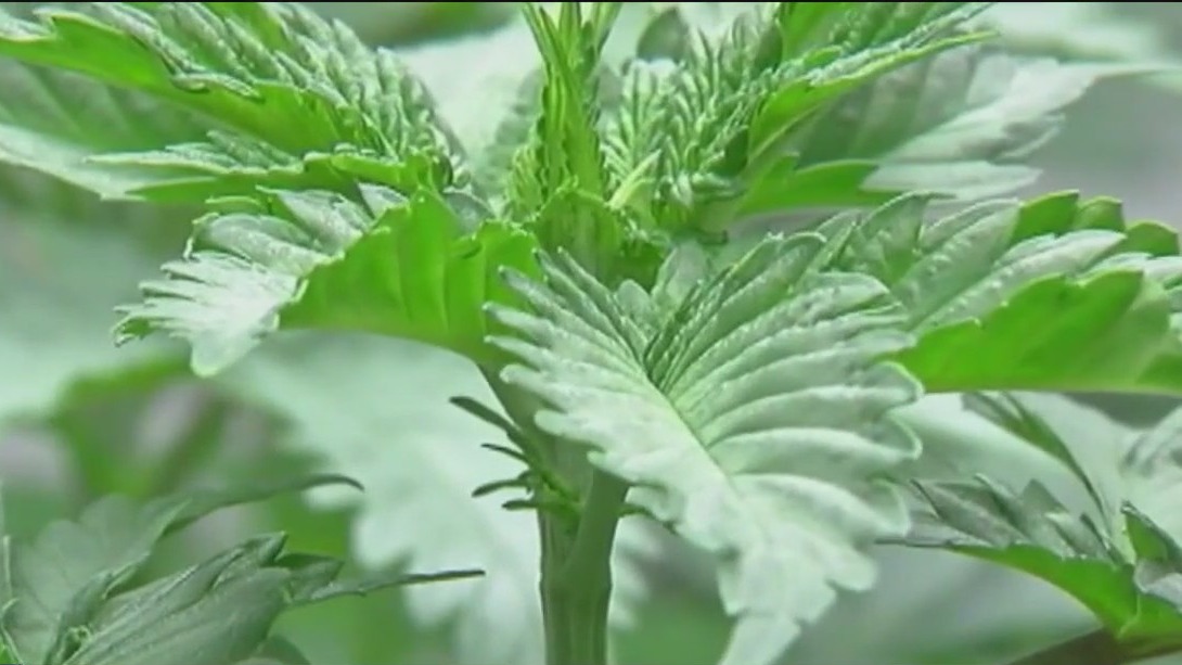 Impact of reclassifying marijuana