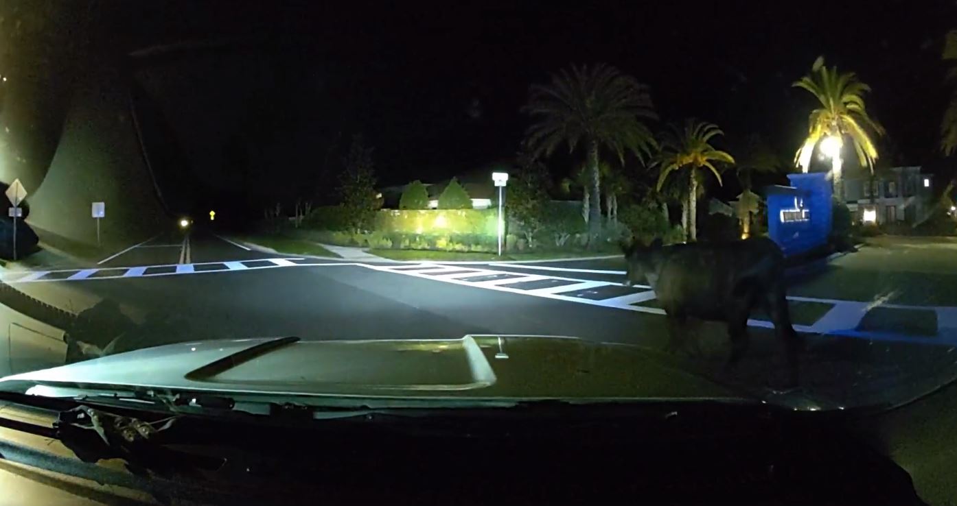 Random cow runs off from deputies