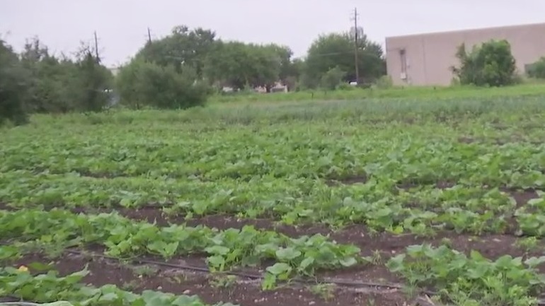 Urban Roots Executive Director talks about organization