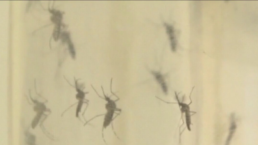 Malaria cases found in Texas, Florida