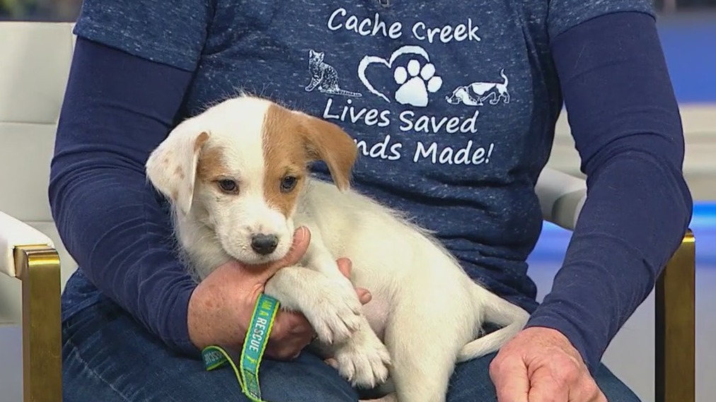 Pet adoptions with Cache Creek Rescue