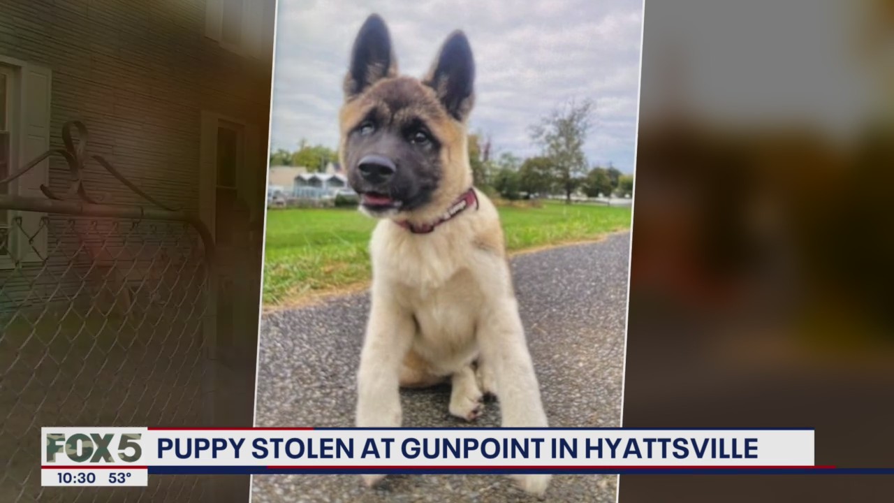 Dog stolen at gunpoint in Hyattsville