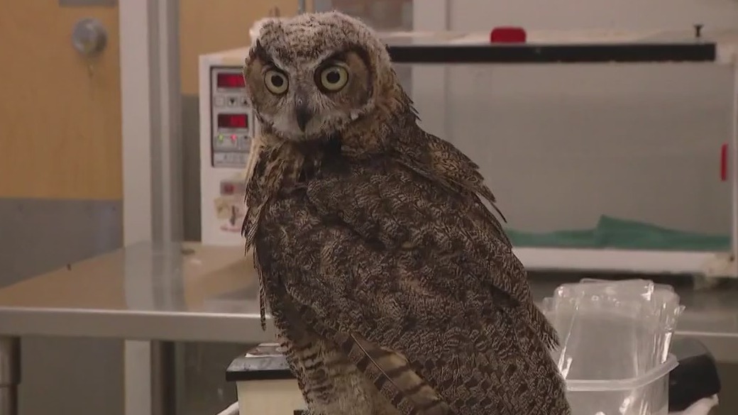 Owl dropped off at Liberty Wildlife