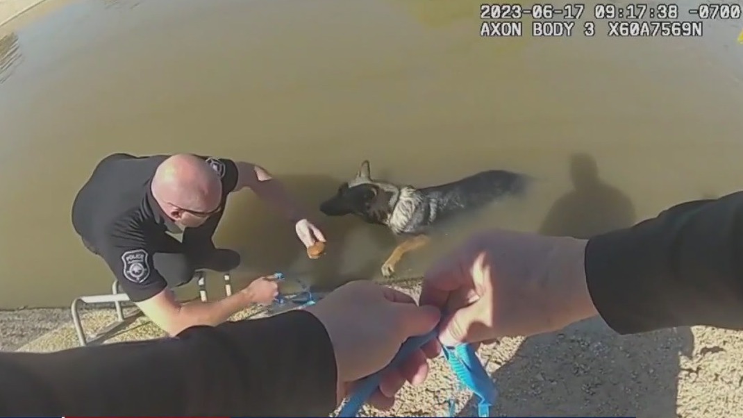 Pumpkin pastry saves dog from canal