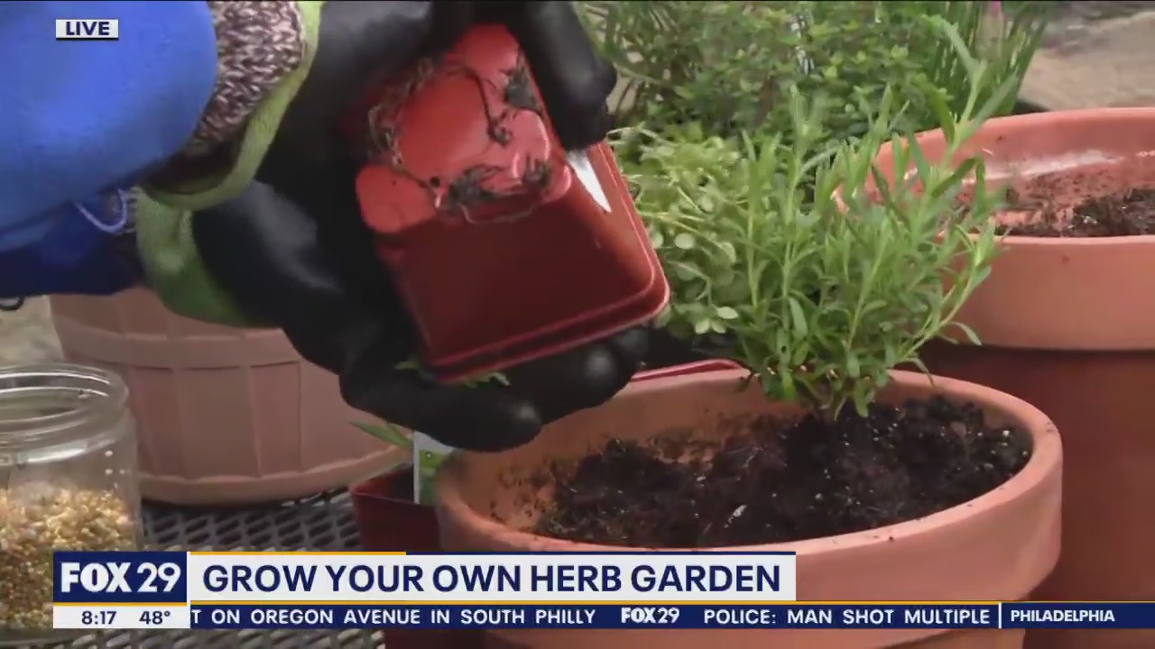 Creating an herb garden for your home