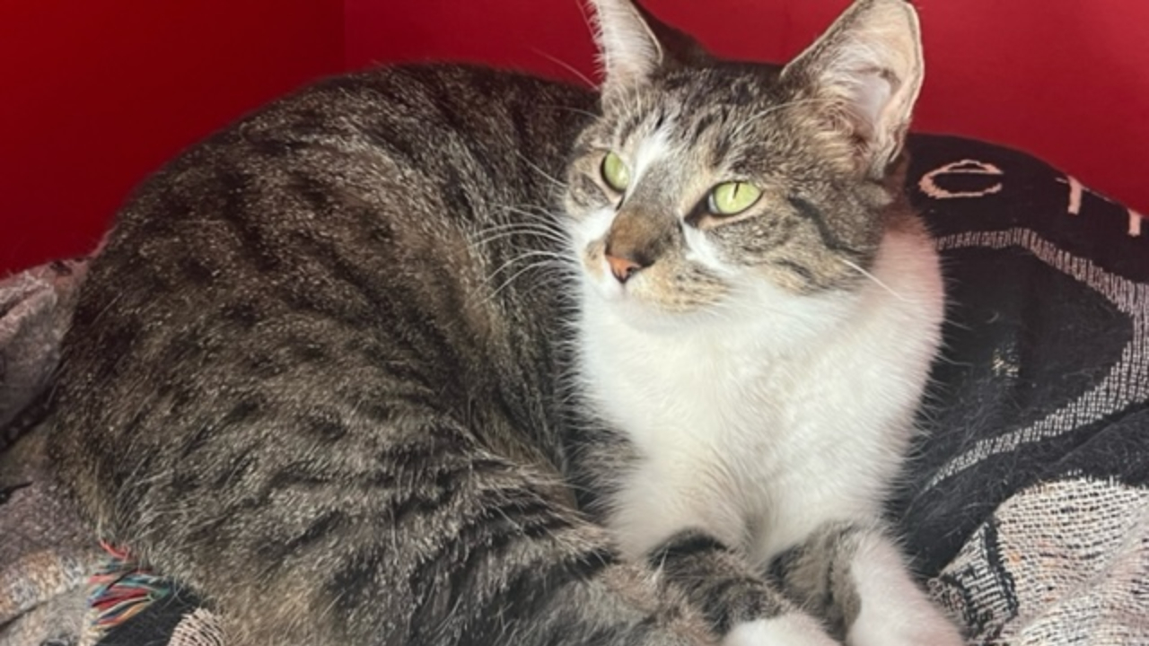 Foster kitten rescued from home in Wheaton