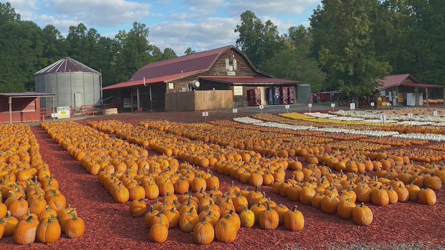 The best pumpkin patches to have some fall fun at in north Georgia