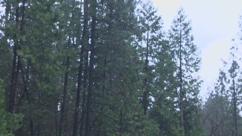 Deadly mountain lion attack