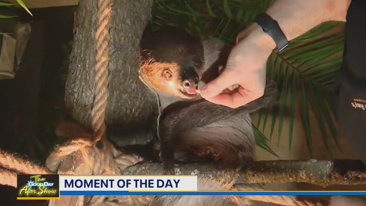 Moment of the Day: Jenn learns about sloths