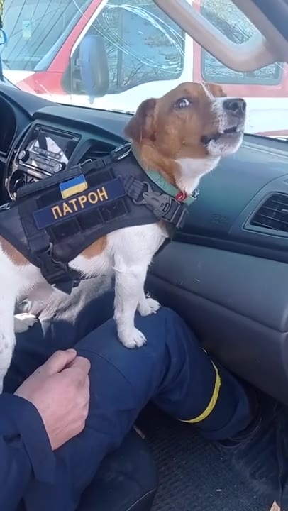 Dog assists Ukraine's Emergency Service in clearing explosive devices in Chernihiv