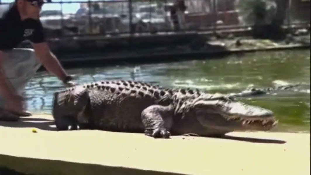 Pet 7-foot gator removed from Texas home