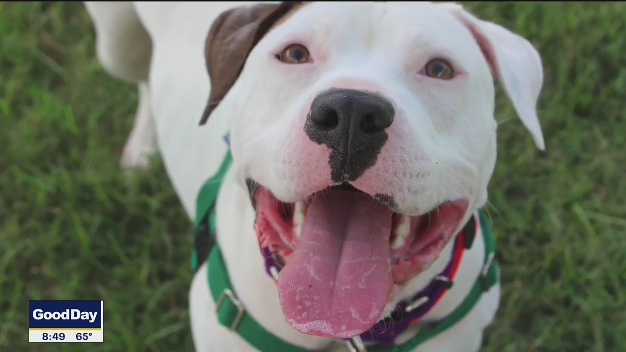 Dog of the Day: Cutie