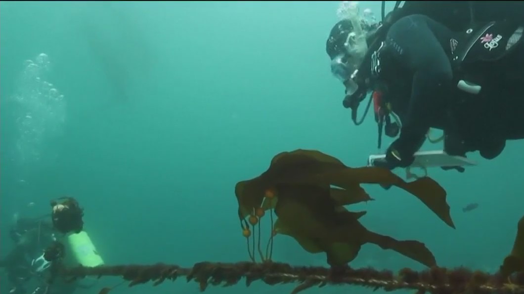 Irksome urchins: Sea urchins devour kelp along coast