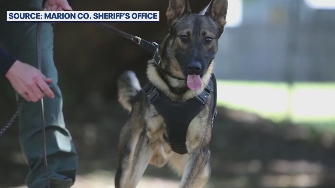 Florida K-9 deputy remains critical after shooting