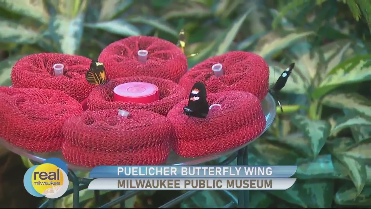 Exploring the Milwaukee Public Museum